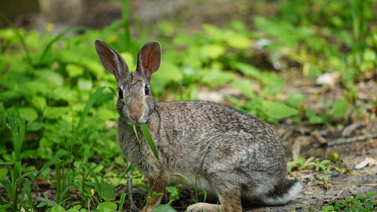 Swamp Rabbit Chewing Green Grass