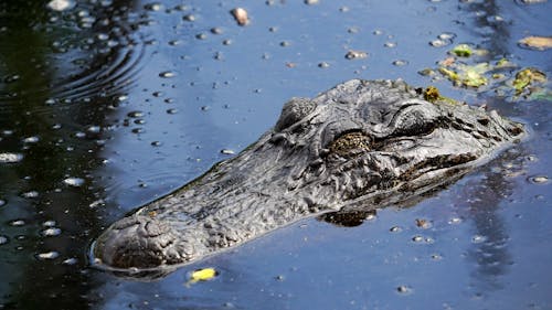 Photos gratuites de alligator américain, eau, fermer