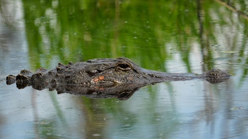 Бесплатное стоковое фото с американский аллигатор, вода, голова