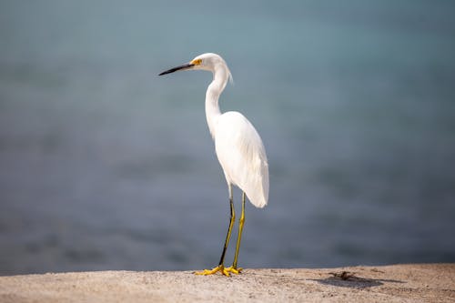 Gratis lagerfoto af dyrefotografering, fugl, hvid