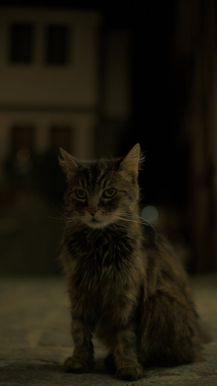 Cat Sitting On Paving At Night