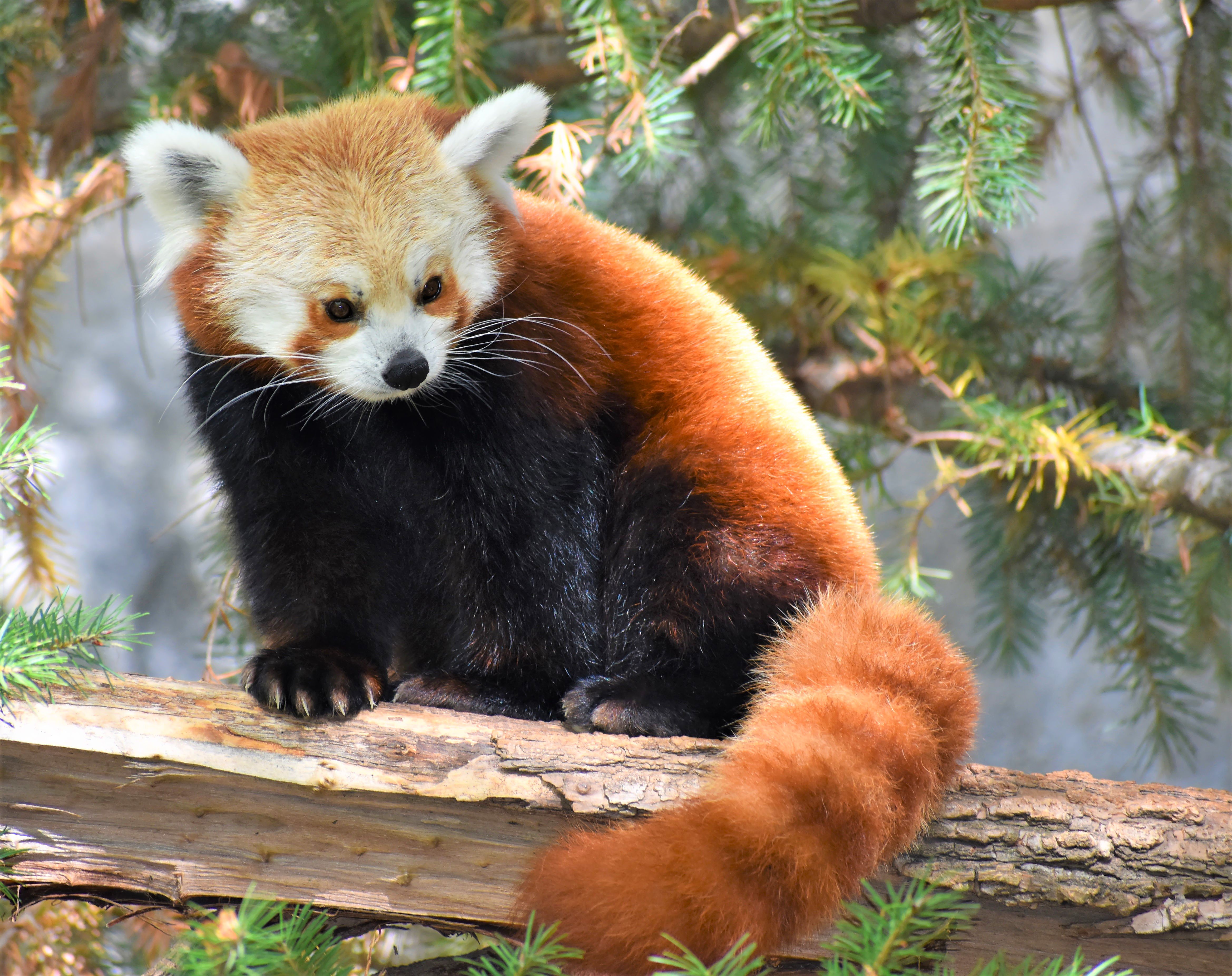 Fotomural Un panda rojo sentado pacíficamente en una rama de árbol, rodeado de vegetación.