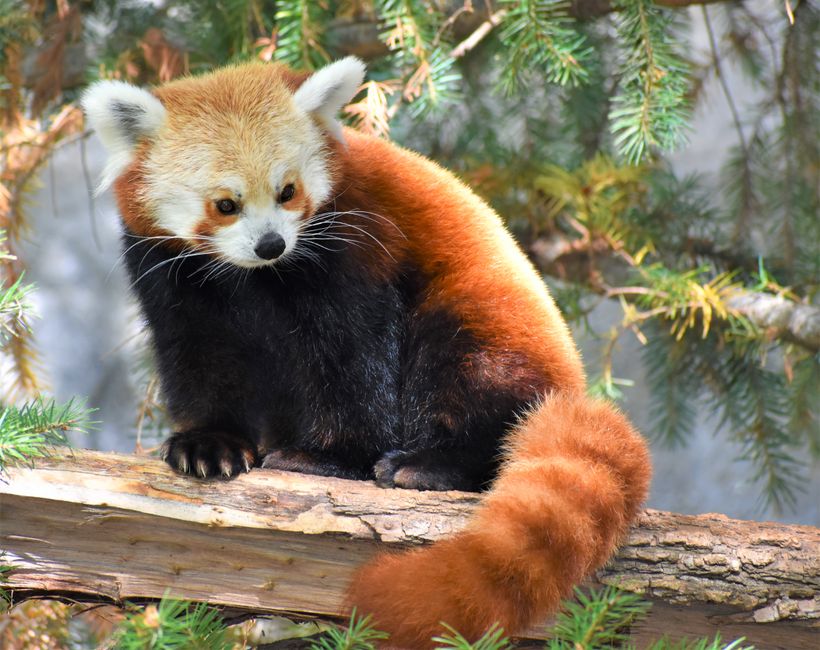 Fotomural Un panda rojo sentado pacíficamente en una rama de árbol, rodeado de vegetación.