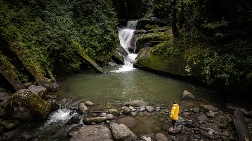 Free A person in a yellow raincoat observes a waterfall in the lush jungle of Soritor, San Martín, Perú. Stock Photo