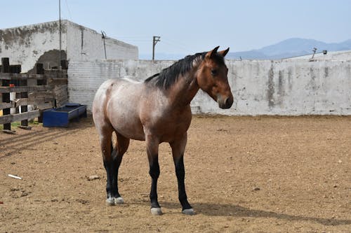 Horse on Pasture