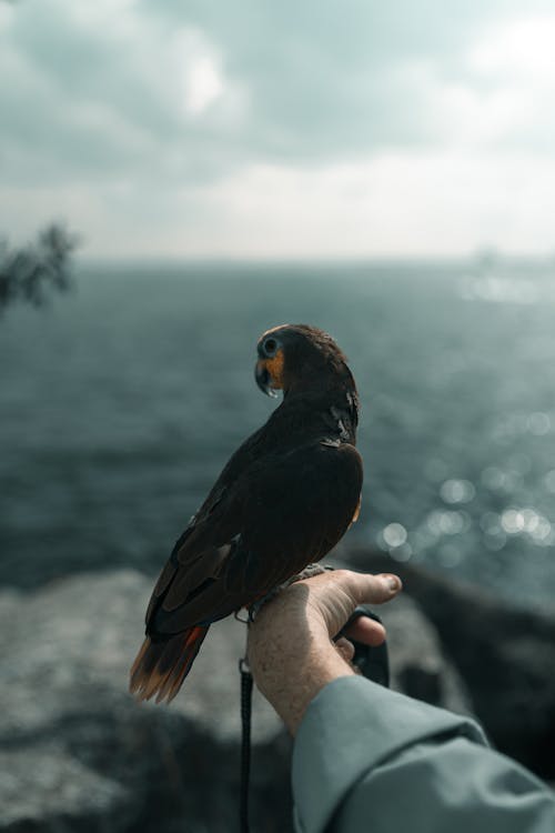 Foto d'estoc gratuïta de a l'aire lliure, aigua, animal