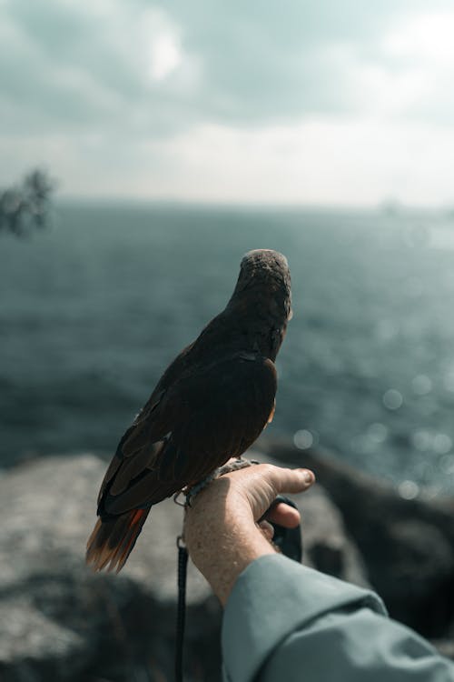 Foto d'estoc gratuïta de a l'aire lliure, aigua, animal