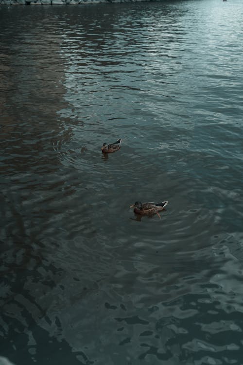 Two ducks swimming in the water near a building