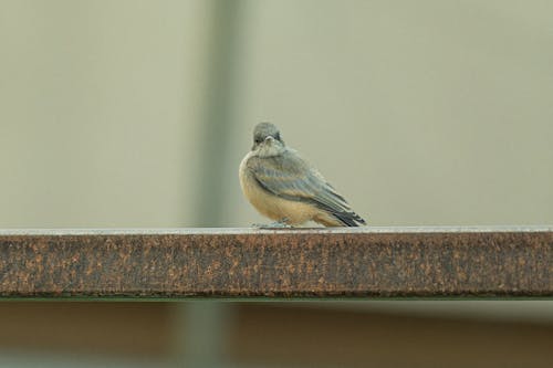 Little Bird on Railing