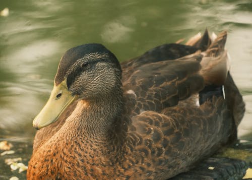 Close-up of a Duck Swimming in the Water 
