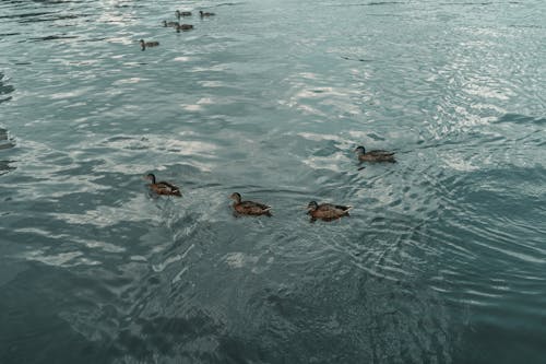 Ducks swimming in the water