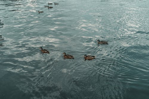 Fotos de stock gratuitas de a orillas del lago, agua, al aire libre