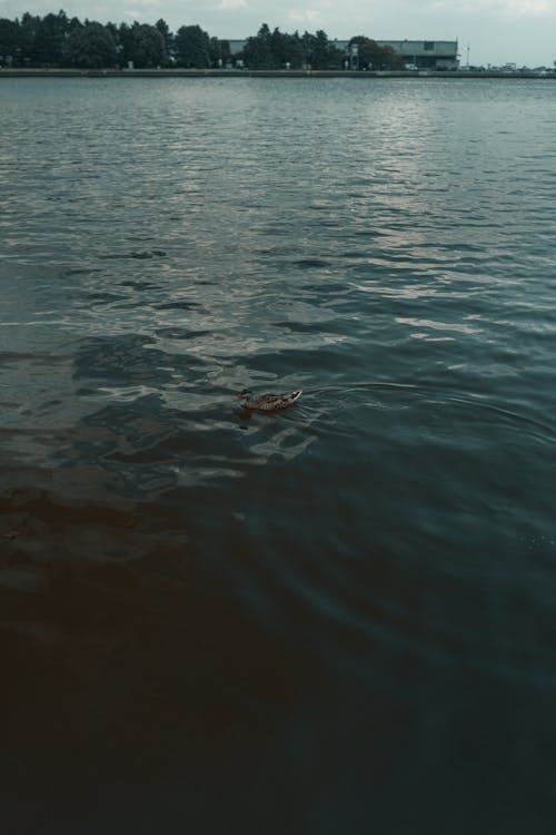 A duck swimming in the water near a body of water