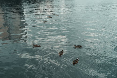 A group of ducks swimming in a body of water