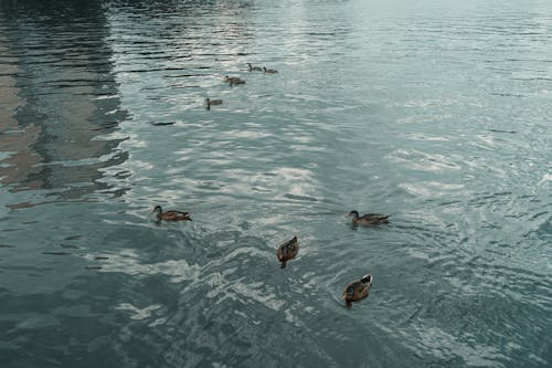 Fotos de stock gratuitas de a orillas del lago, agua, al aire libre