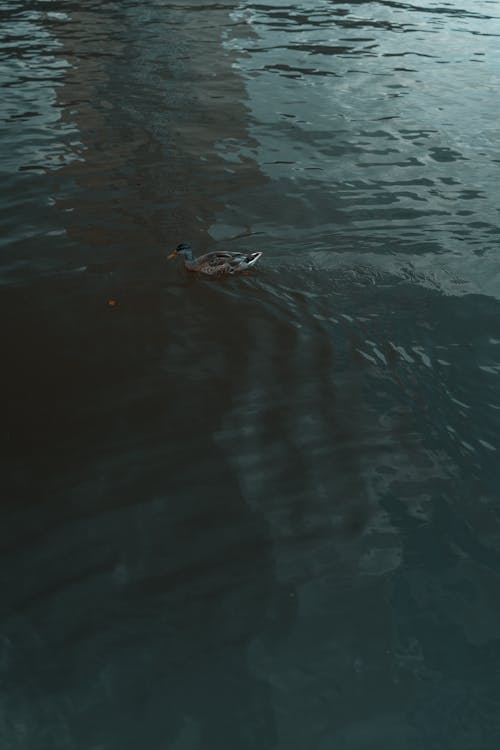 A duck swimming in the water near a bridge