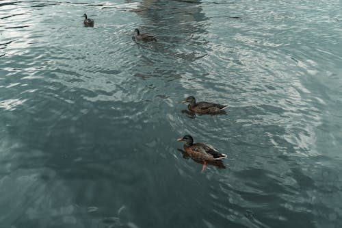 A group of ducks swimming in the water