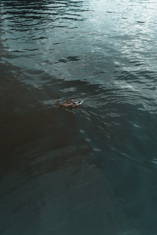 A duck swimming in the water near a bridge