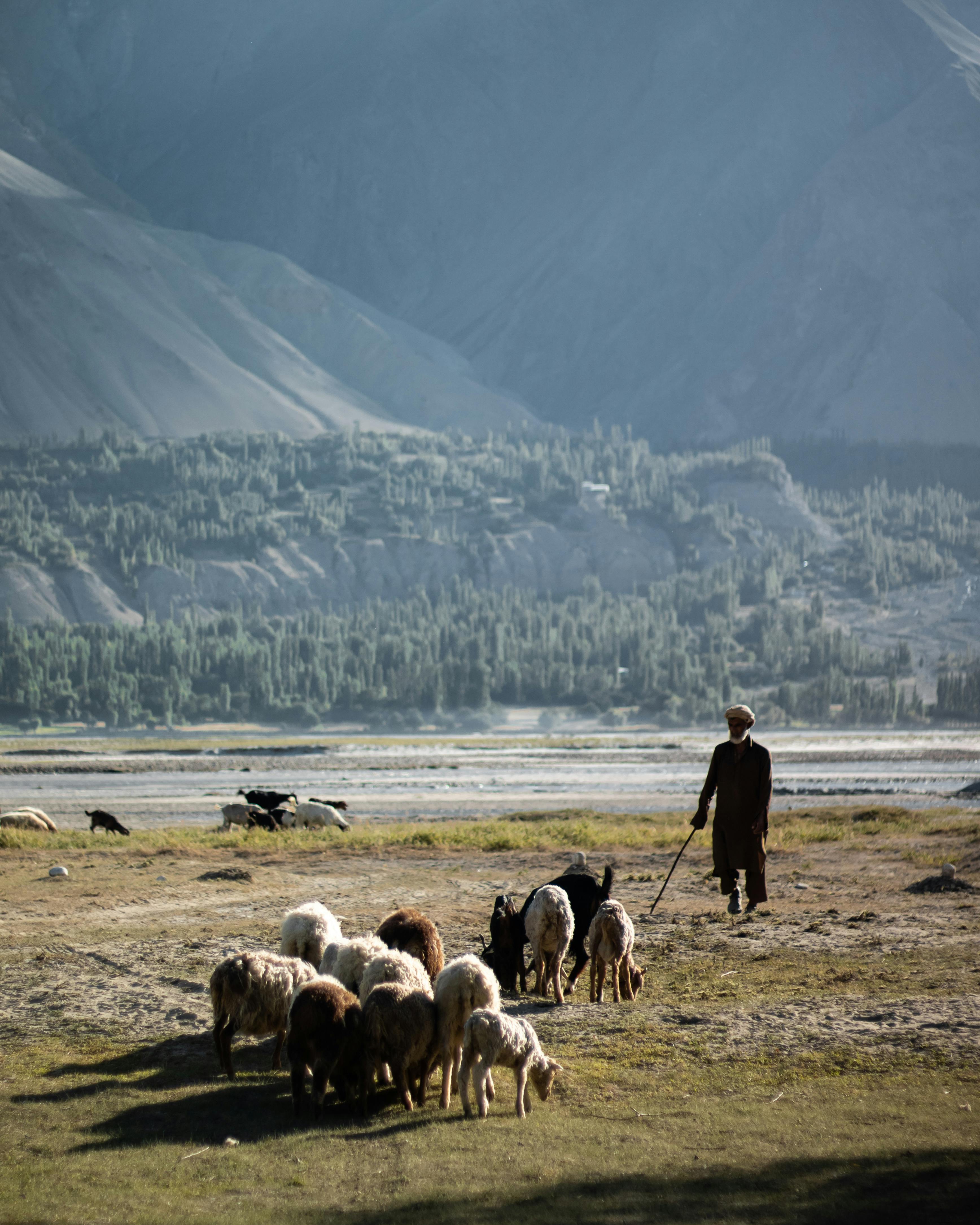 shepherd with flock of sheep on pasture