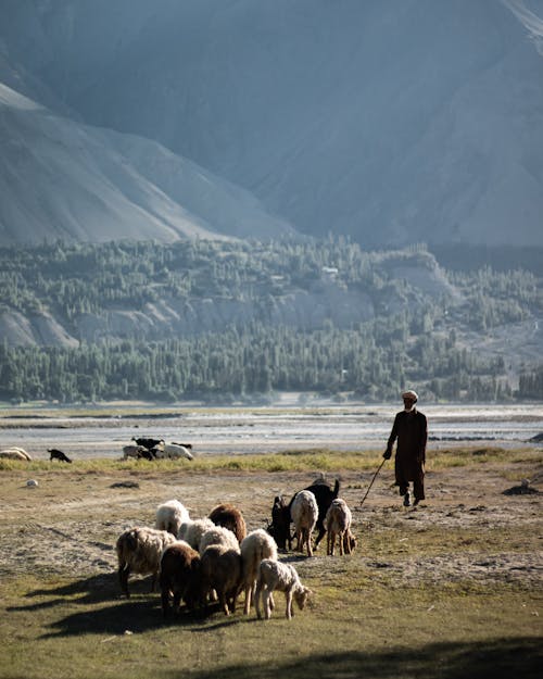 Shepherd with Flock of Sheep on Pasture