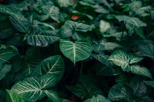 Close-up of Foliage Shrub