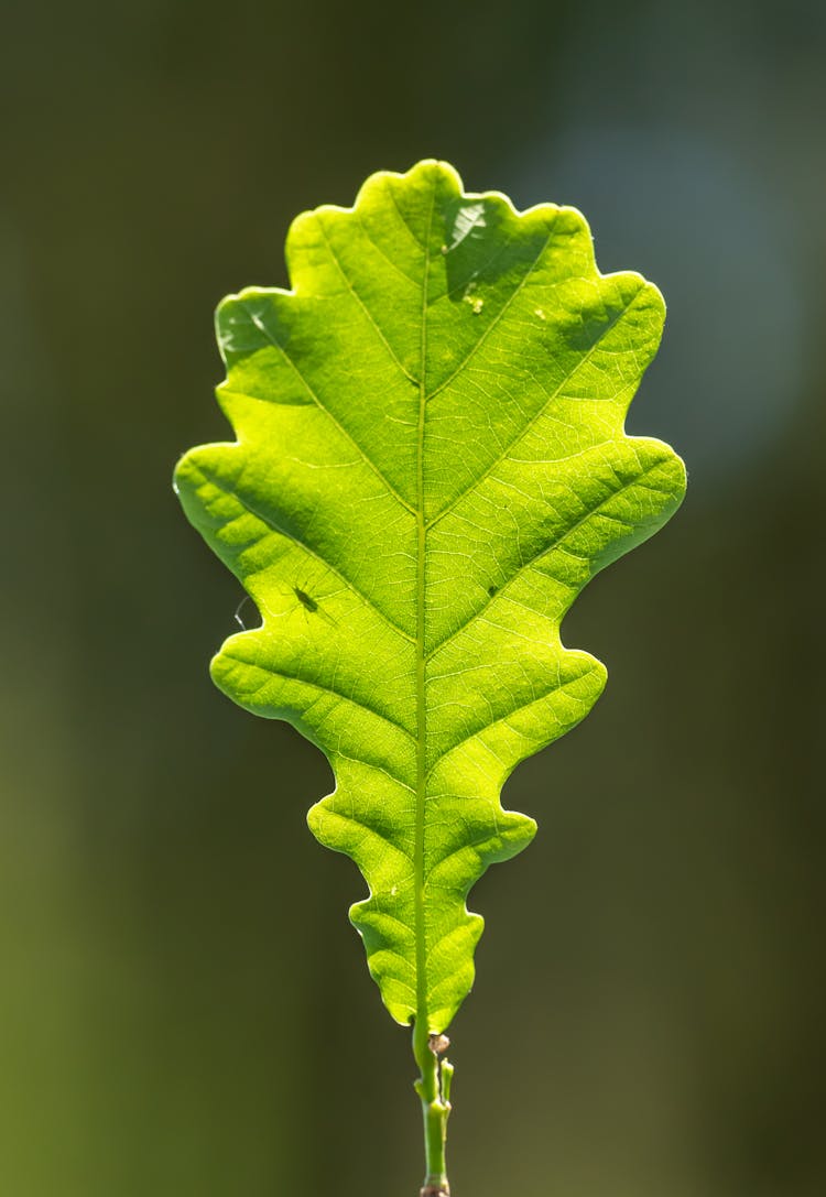 Leaf Of Oak