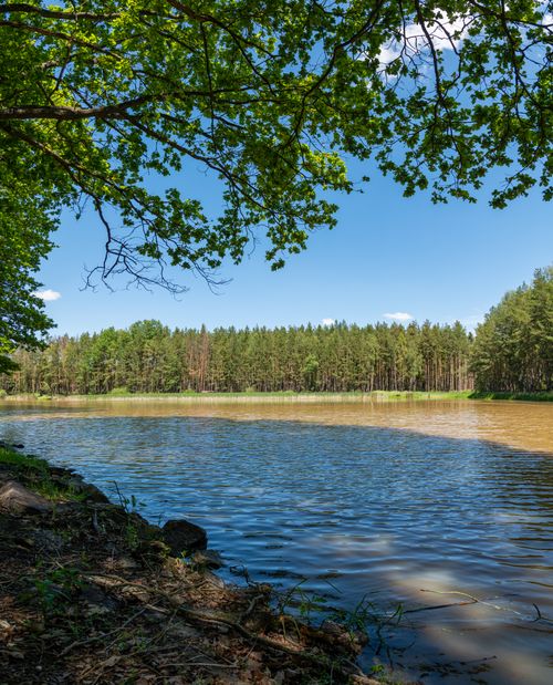 Free Peaceful forest lake surrounded by trees under a clear blue sky, ideal for nature lovers. Stock Photo