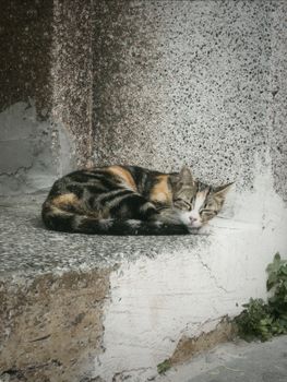 A spotted cat peacefully sleeping on a concrete step against a textured wall, creating a serene urban scene.