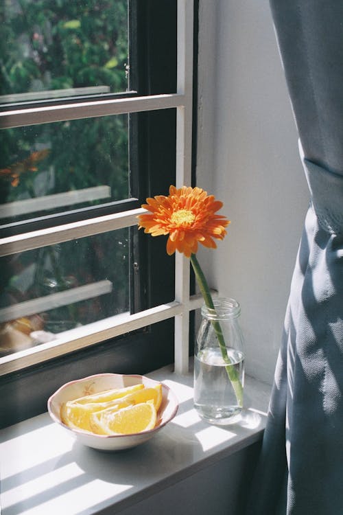 bitki örtüsü, camlar, çiçek içeren Ücretsiz stok fotoğraf
