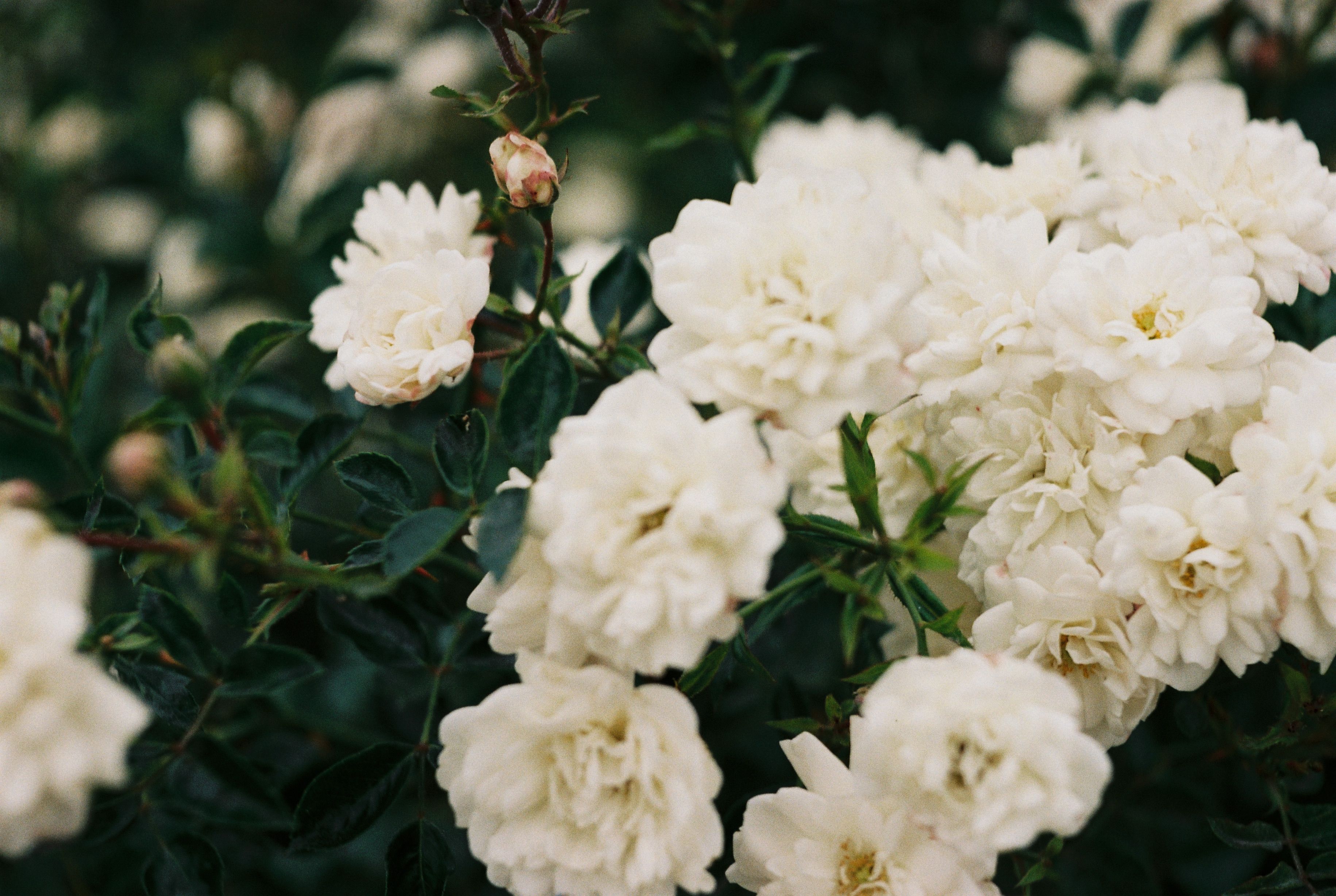 White Gardenias Flowers · Free Stock Photo