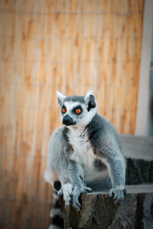 Free Captivating shot of a ring-tailed lemur perched on a rock, perfect for wildlife enthusiasts. Stock Photo