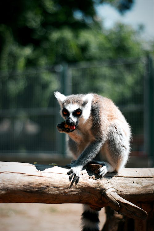 Ücretsiz dikey atış, hayvan, hayvanat bahçesi içeren Ücretsiz stok fotoğraf Stok Fotoğraflar