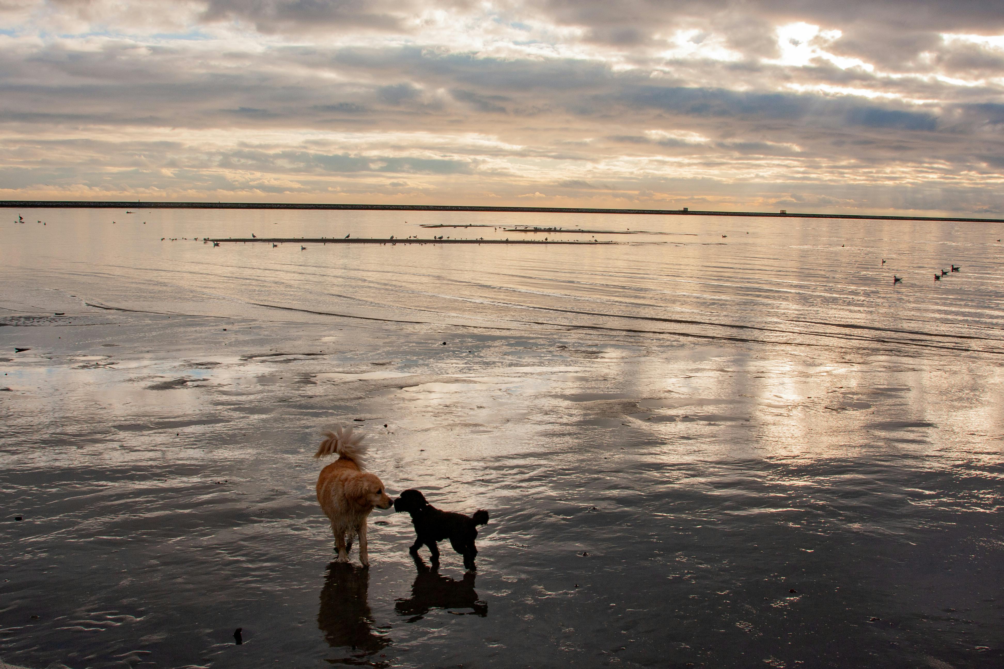 Dogs in Shallow Water on Shore