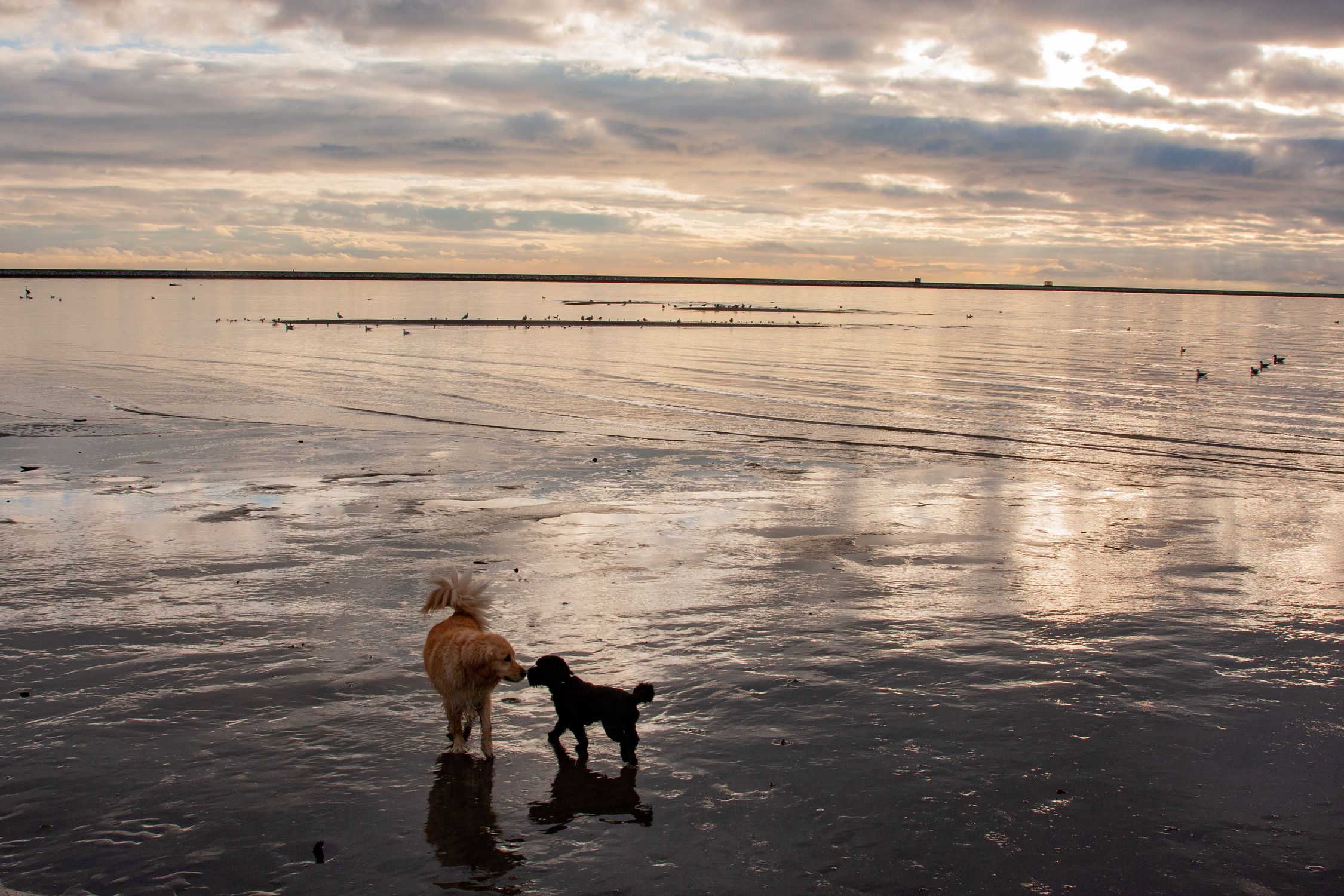 Two dogs playing in shallow water on a sunny beach at sunset