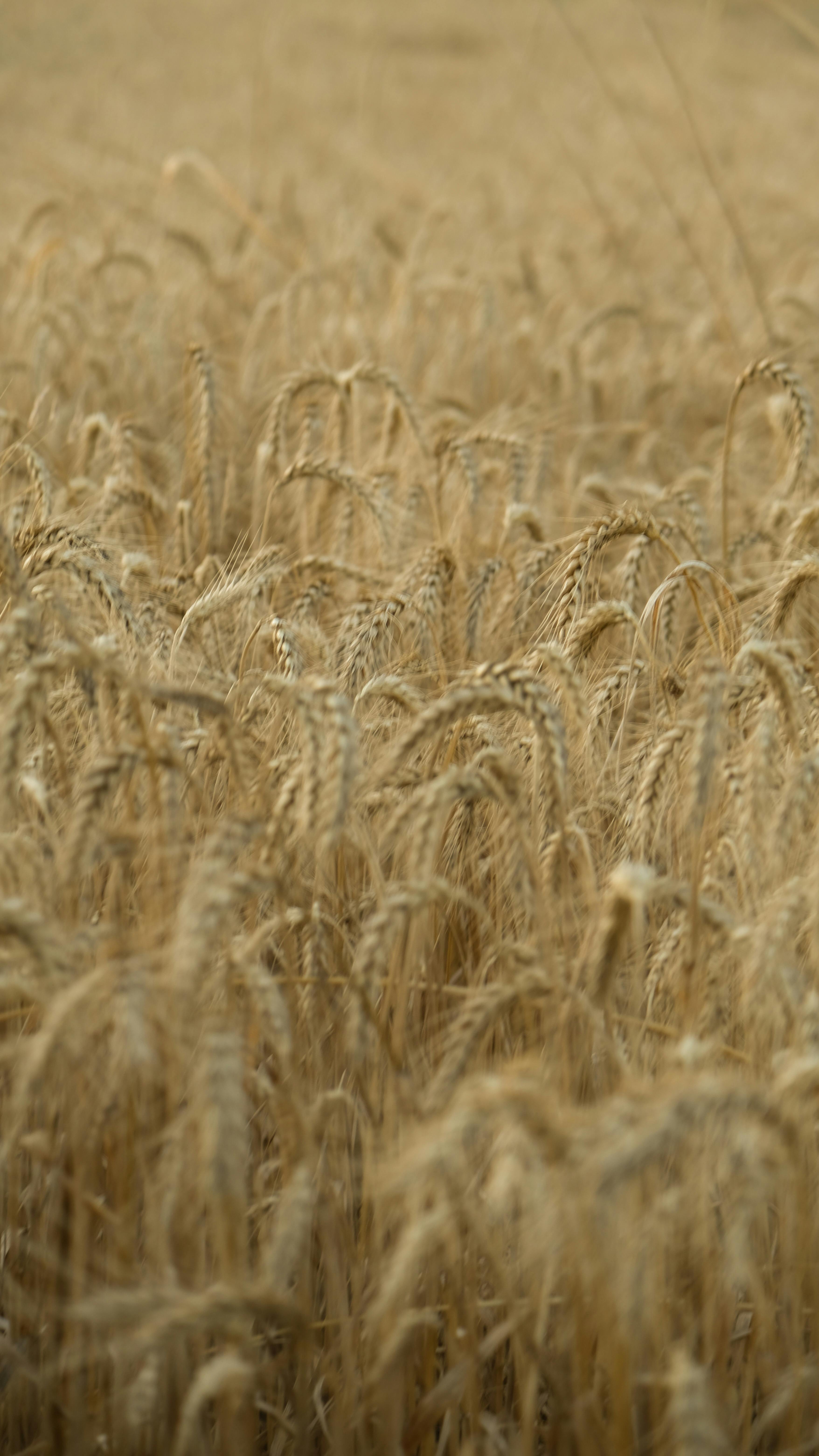 a field of wheat is shown in this photo