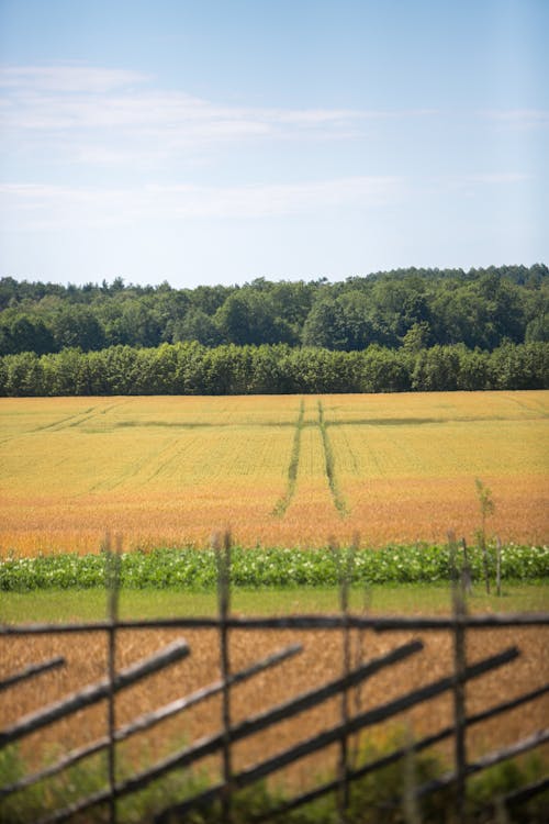 Foto profissional grátis de agricultura, campo dourado, cerca