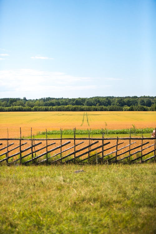 Fence in Front of Golden Field in Countryside