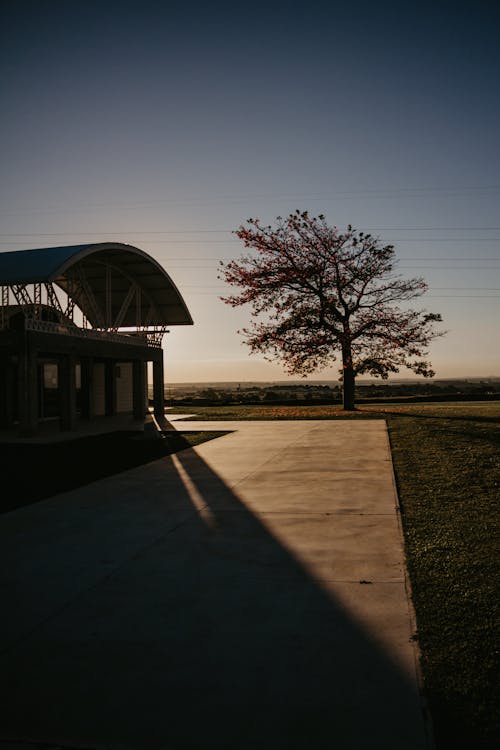 Foto profissional grátis de área, árvore, calçamento