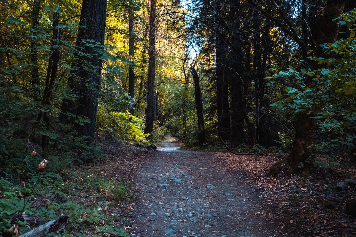 Empty Trail in Forest · Free Stock Photo