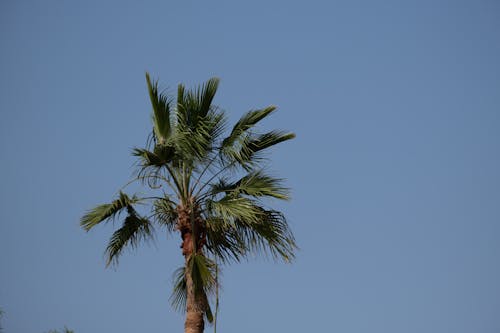 View of a Palm Tree against a Clear Blue Sky 