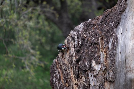 Close-up of an acorn woodpecker pecking on a tree. Ideal for wildlife photography enthusiasts.