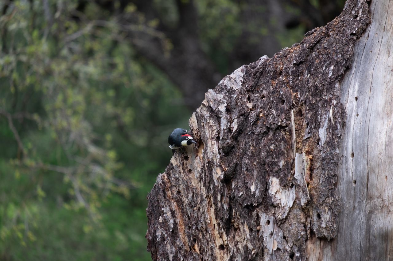 close up of an acorn woodpecker pecking on a tree ideal for wildlife p