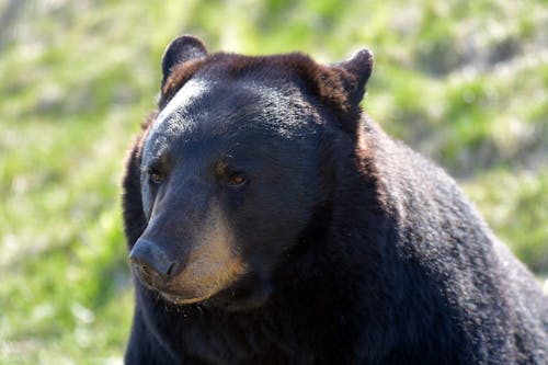 Foto d'estoc gratuïta de cap, fons de pantalla, fotografia d'animals