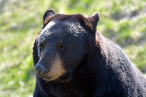 Free Close up of Black Bear Stock Photo