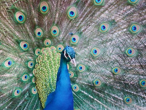 Free Close-up of a majestic peacock showcasing its vibrant tail feathers in Poland. Stock Photo