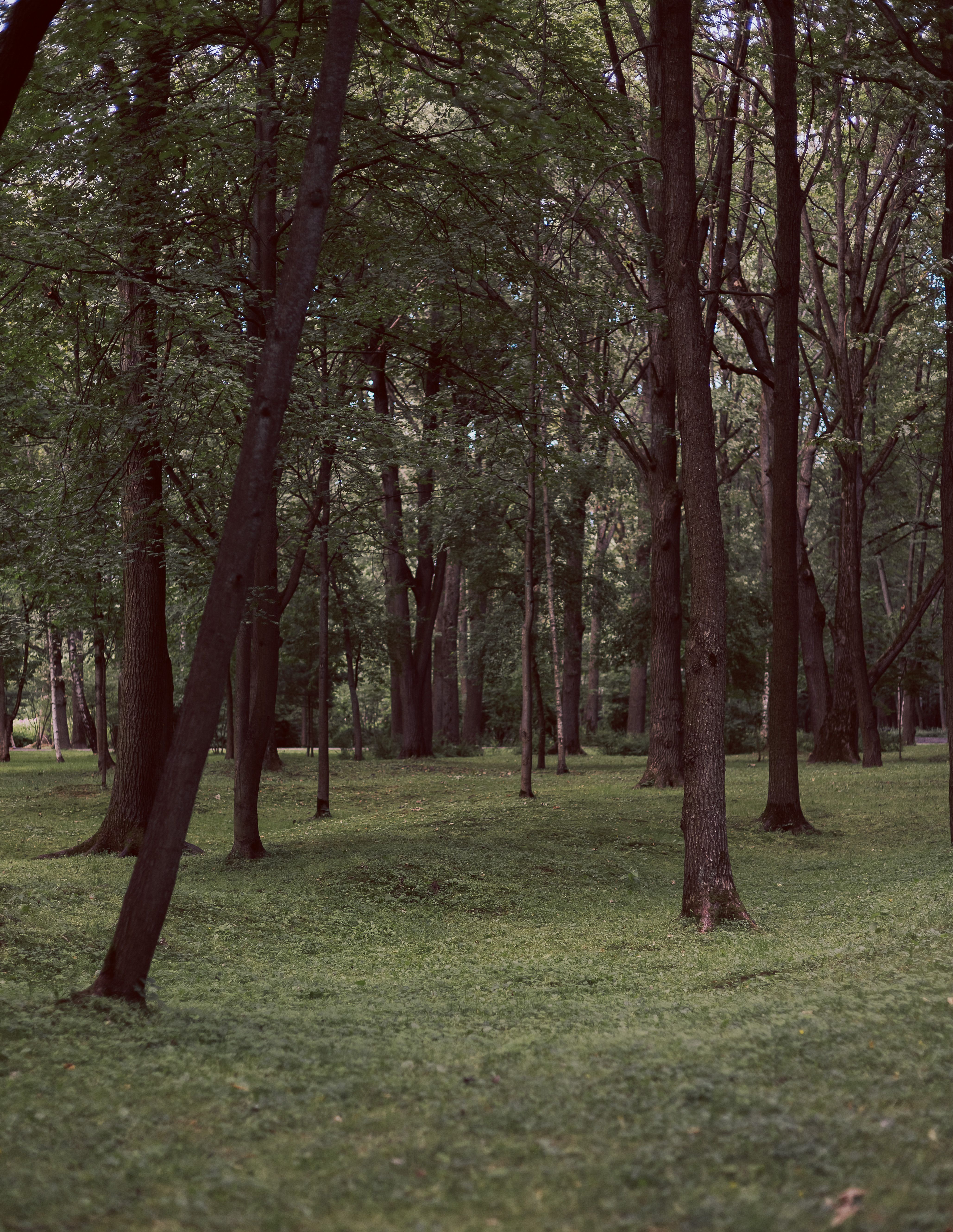 Peaceful forest view with tall trees and lush green grass, perfect for nature enthusiasts.