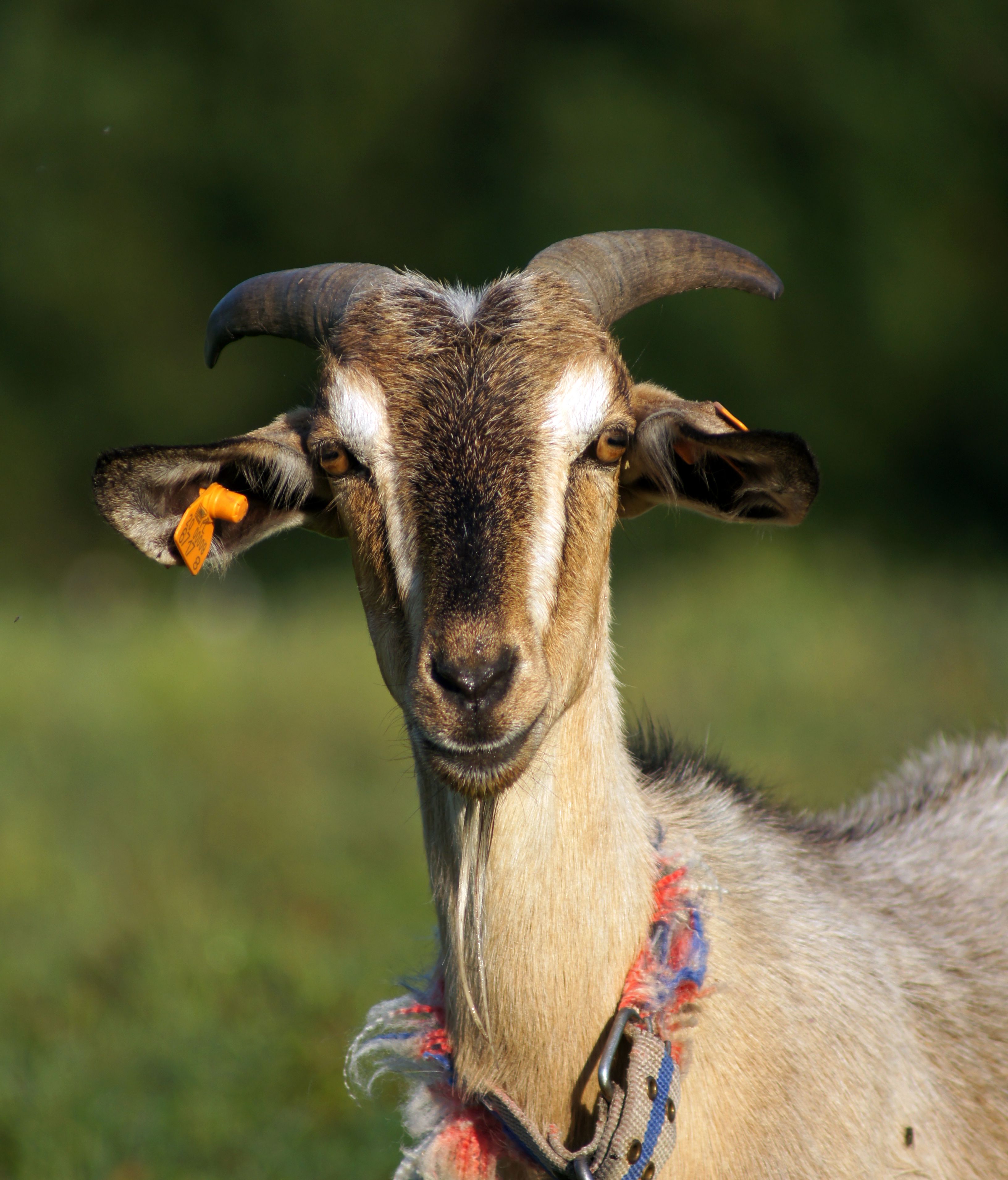 A goat with a collar on its neck standing in a field · Free Stock Photo