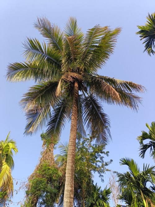 Free A majestic palm tree reaches towards the blue sky, showcasing lush green leaves. Stock Photo