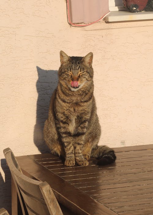 Fotos de stock gratuitas de fotografía de animales, gato, gracioso