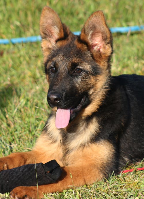 German Shepherd Lying Down